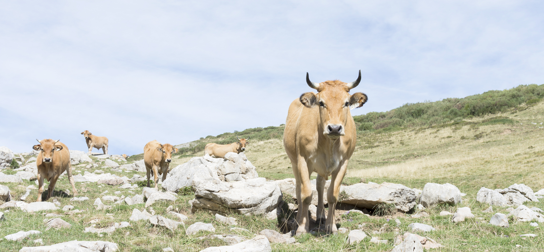 Casa ramon_Asturias_vacas_