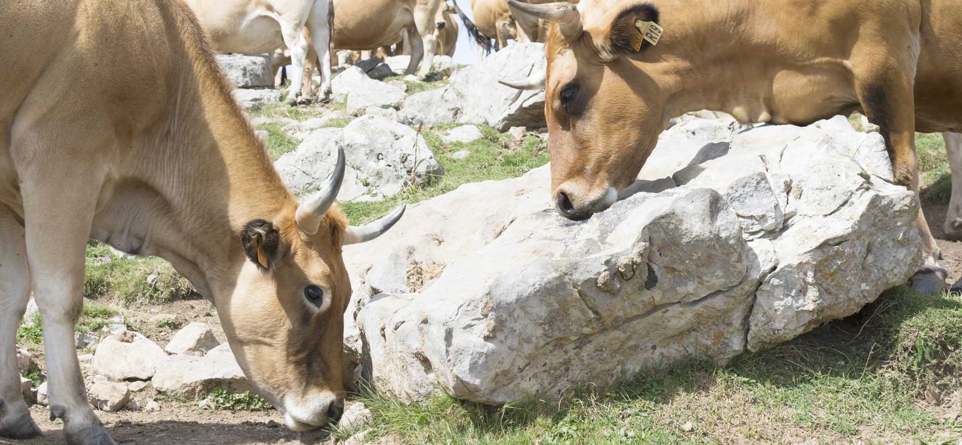 Vacas casa ramon_Asturias